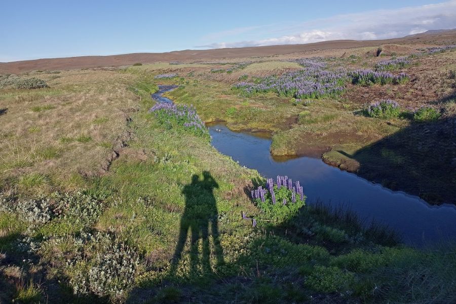 18 juli IJsland Lupines deKleineSpaak