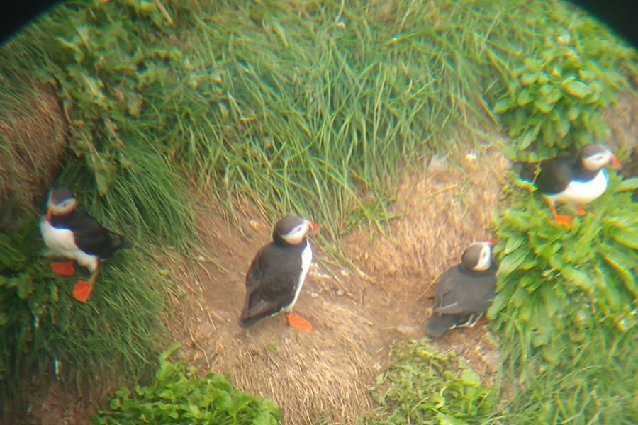19 juli IJsland 2022 puffins papegaaiduikers deKleineSpaak