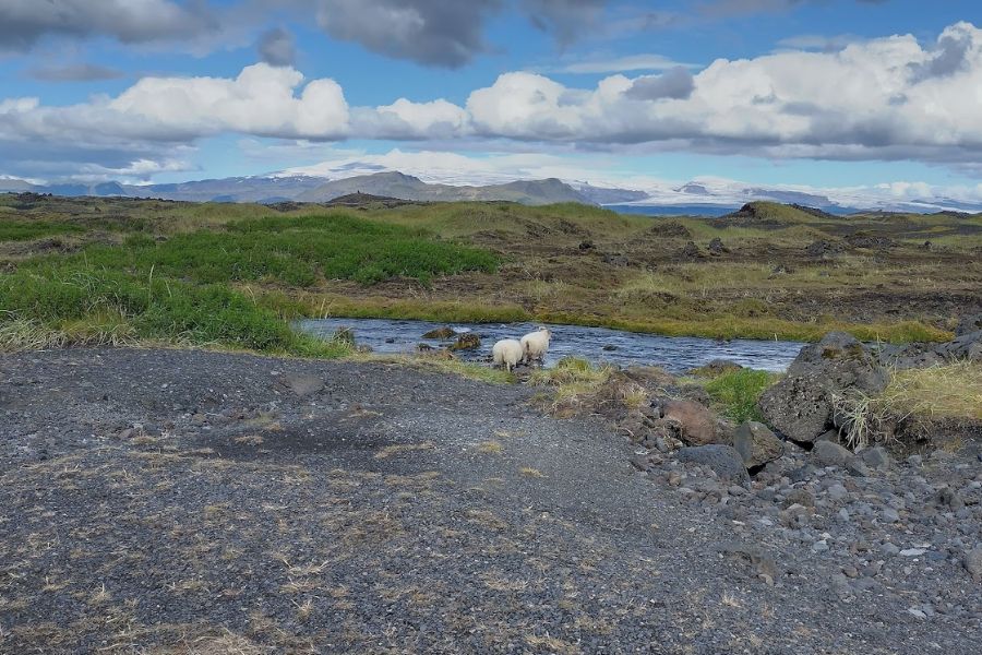 augustus IJsland 2022 schapen door het water deKleineSpaak